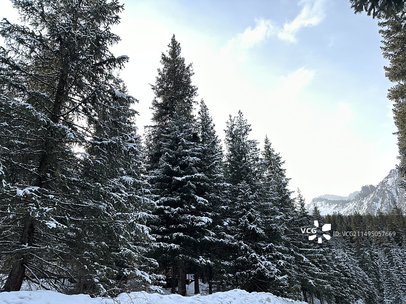 雪松图片素材