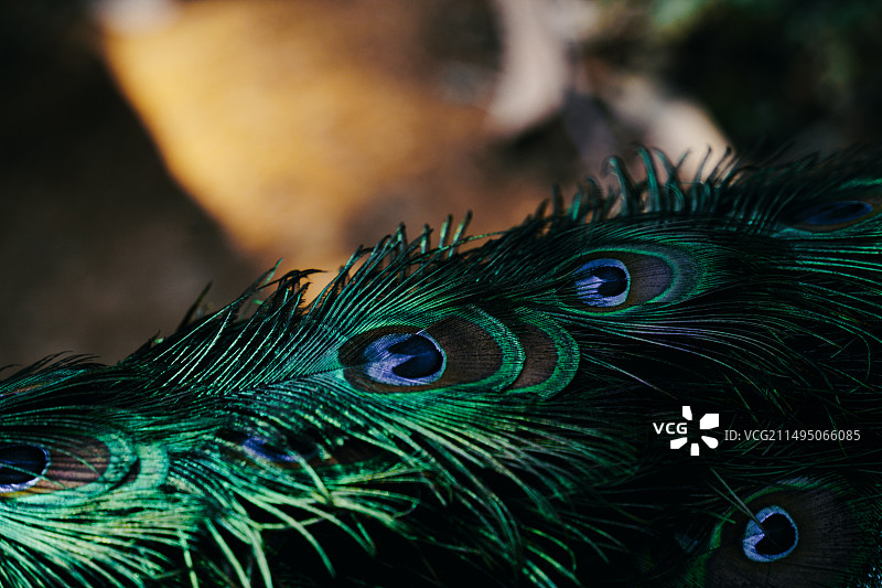 孔雀羽毛纹理素材图片素材