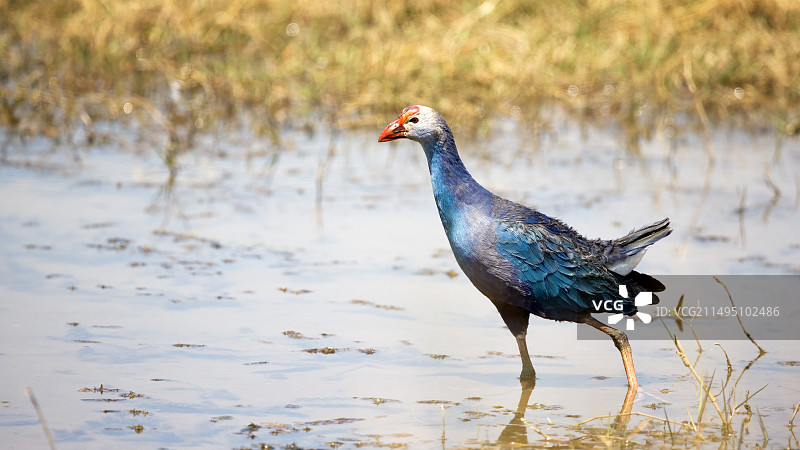 大理紫水鸡图片素材