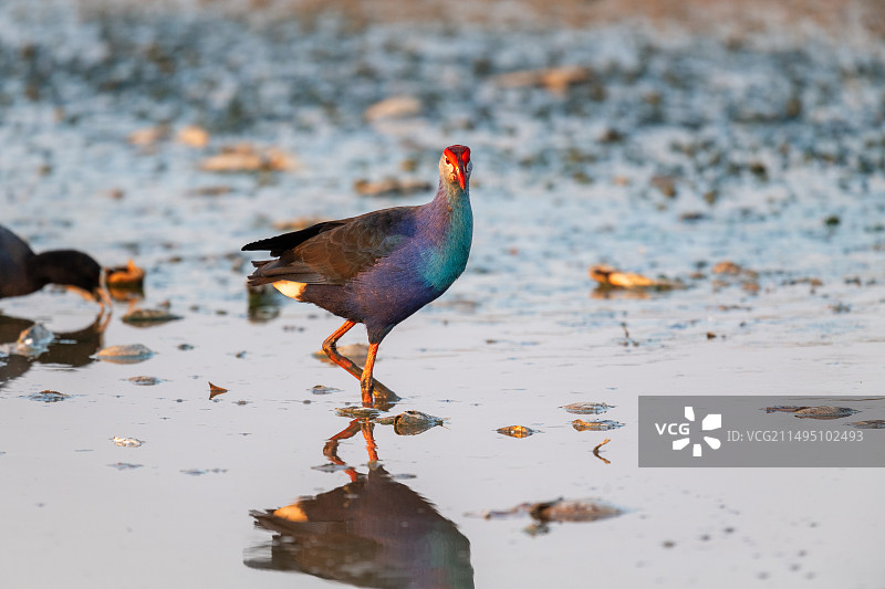 鱼塘边上的紫水鸡图片素材