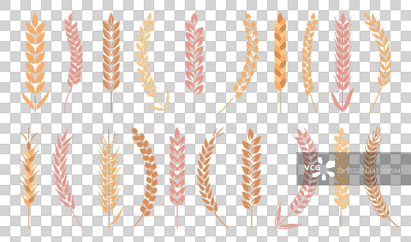 金色麦穗农业与营养图片素材