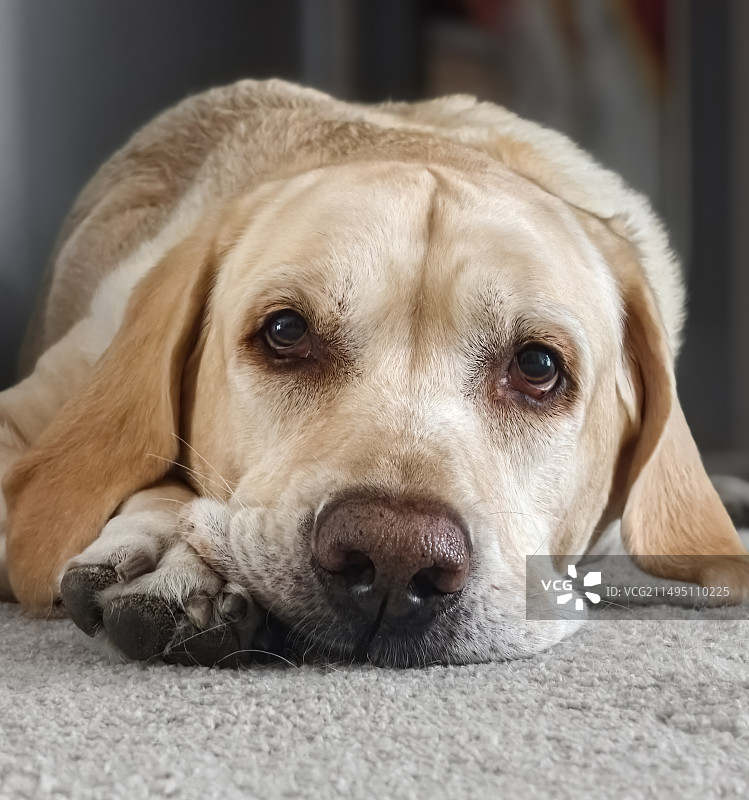 宠物拉布拉多犬趴在地毯上的局部特写图片素材