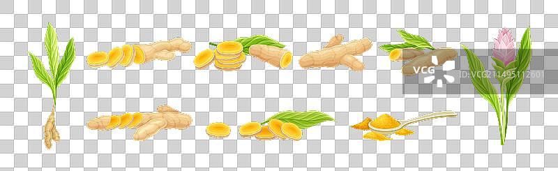 用作烹饪调味的姜黄植物根图片素材