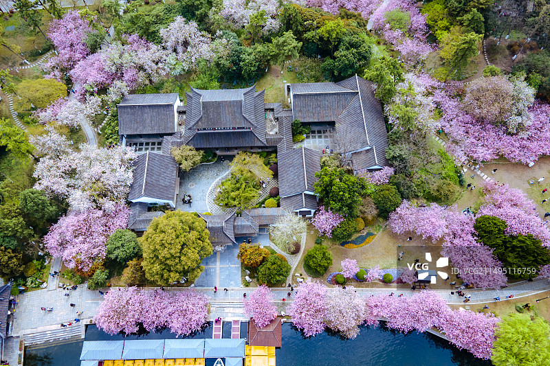 航拍海棠花盛开的南京莫愁湖公园图片素材