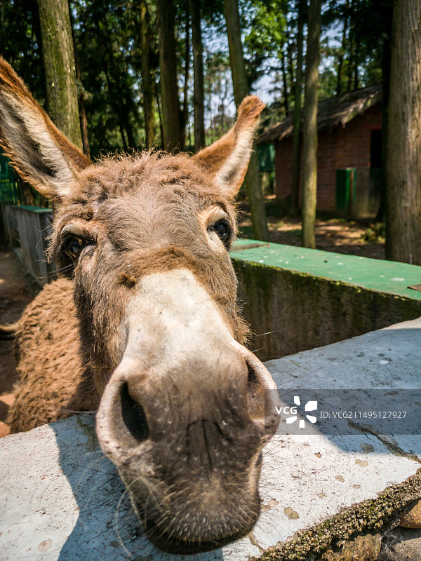 驴 驴头面部特写图片素材