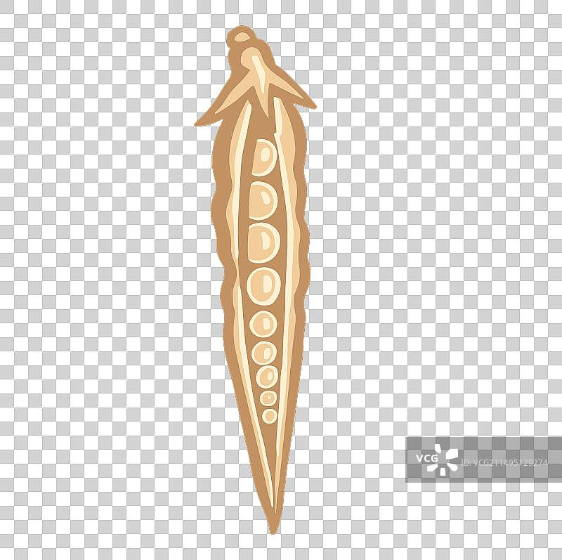 打开的米色大豆或豌豆荚图片素材