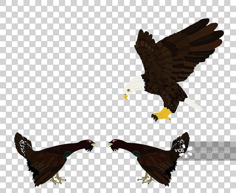 飞鹰袭击松鸡雄性对手图片素材