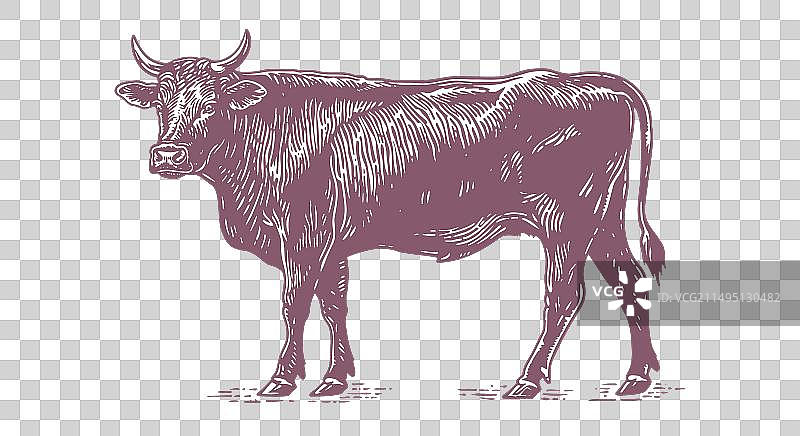 奶牛公牛牛肉复古印花图片素材