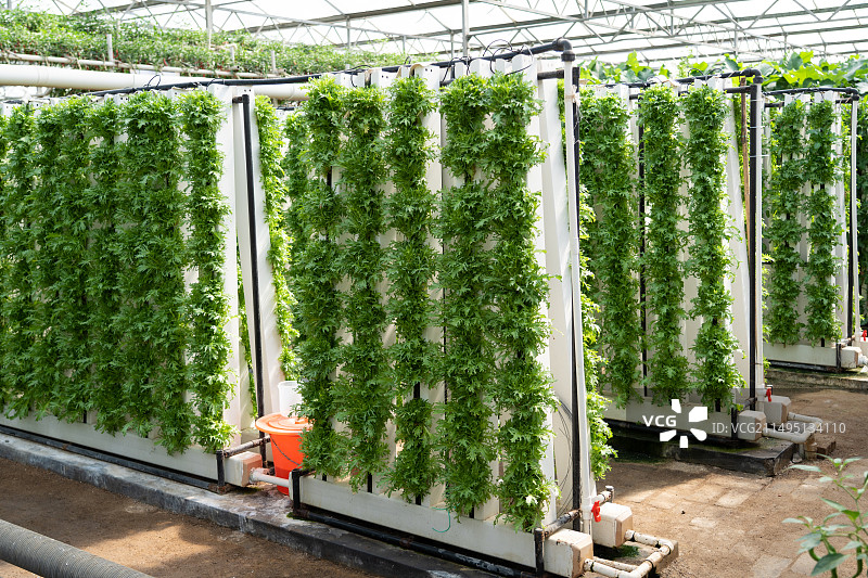 寿光菜博会温室大棚里的蔬菜苦菊图片素材