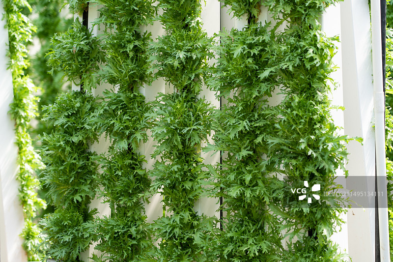 温室大棚里的蔬菜苦菊图片素材