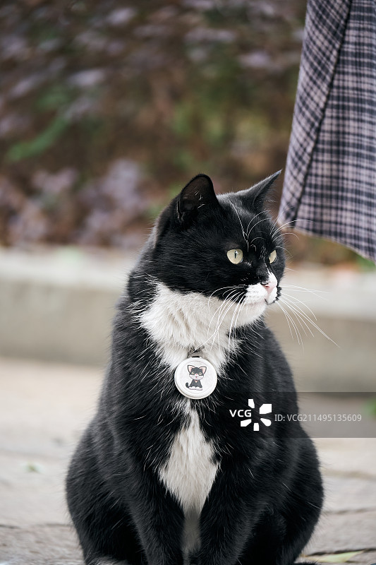 奶油猫图片素材