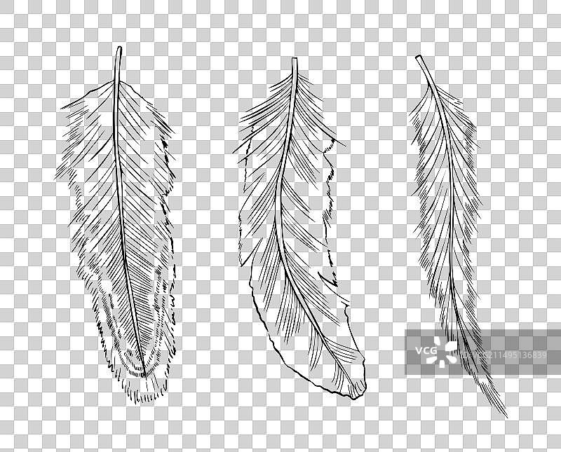 鸟类羽毛套装图片素材