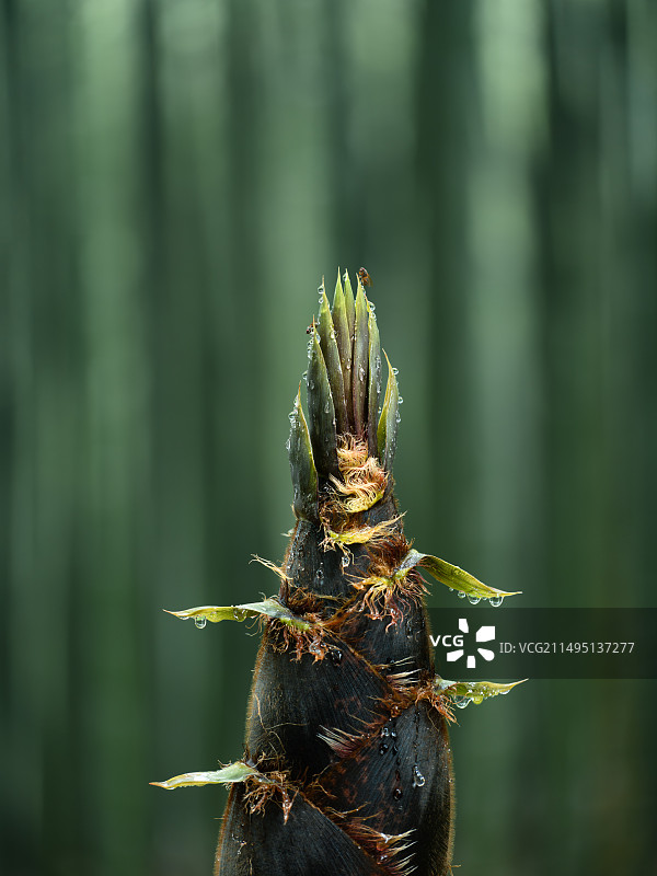雨后春笋图片素材