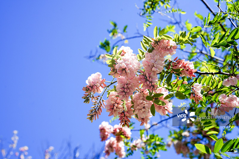 开花的洋槐花图片素材