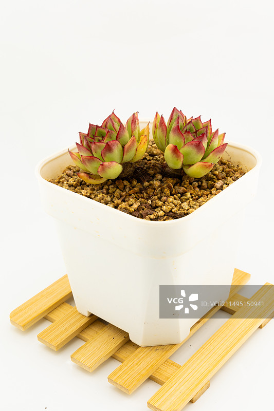 精品多肉图片素材