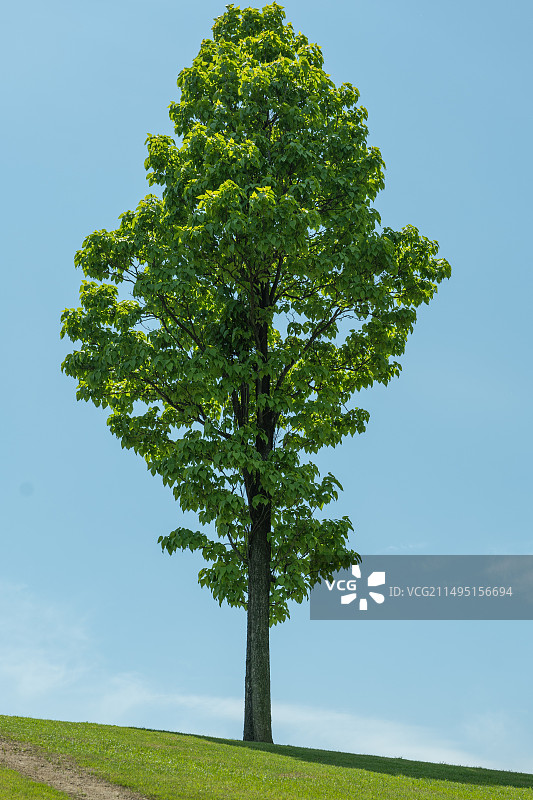 辰山植物园图片素材