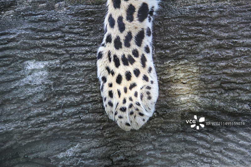 豹子的爪子局部特写图片素材