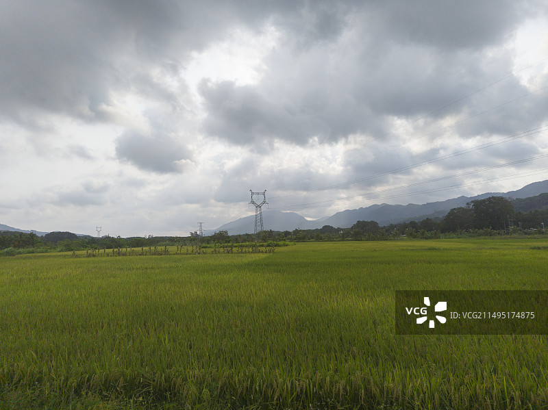 万宁农村水稻农田唯美景色图片素材