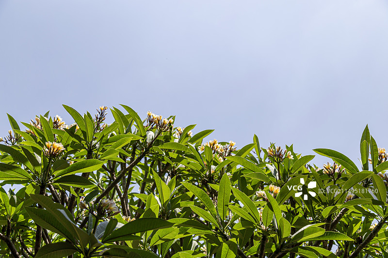 鸡蛋花图片素材