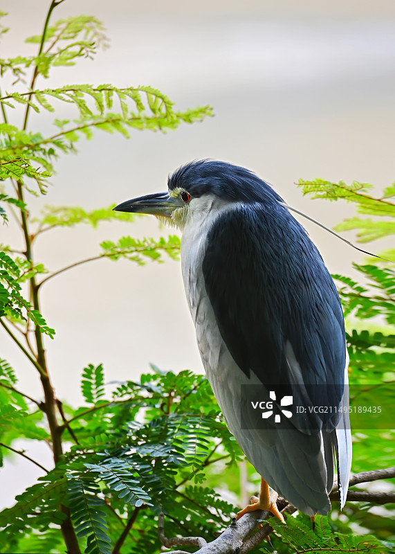 站在树枝上休息的夜鹭图片素材