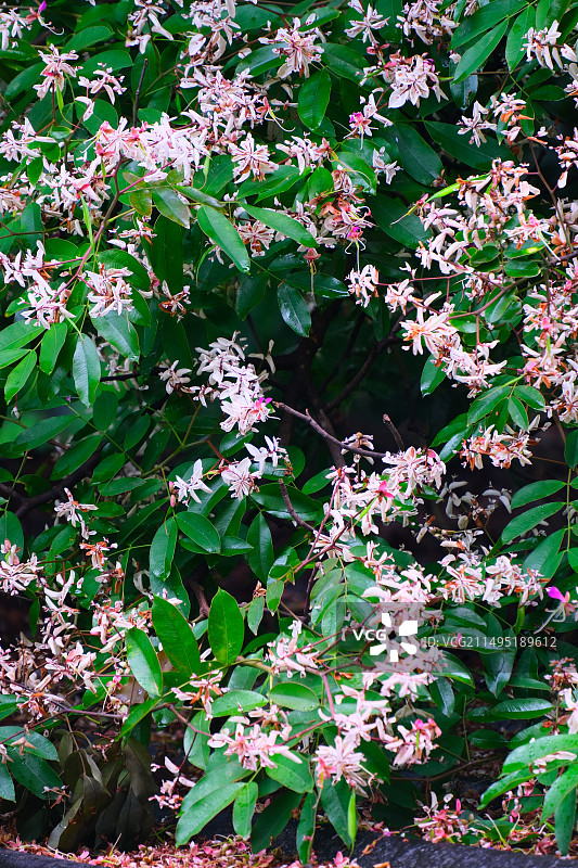 仪花盛开图片素材