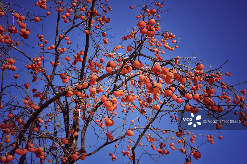 柿子红了图片素材
