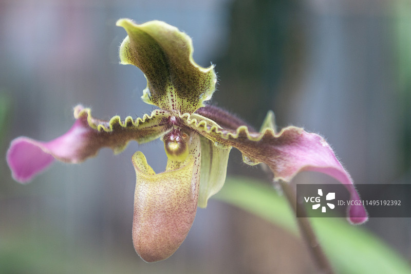 漂亮的兜兰花图片素材