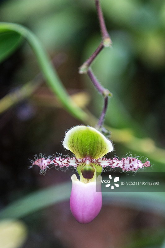 漂亮的兜兰花图片素材