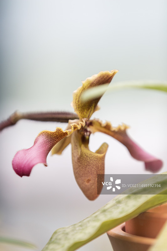 漂亮的兜兰花图片素材