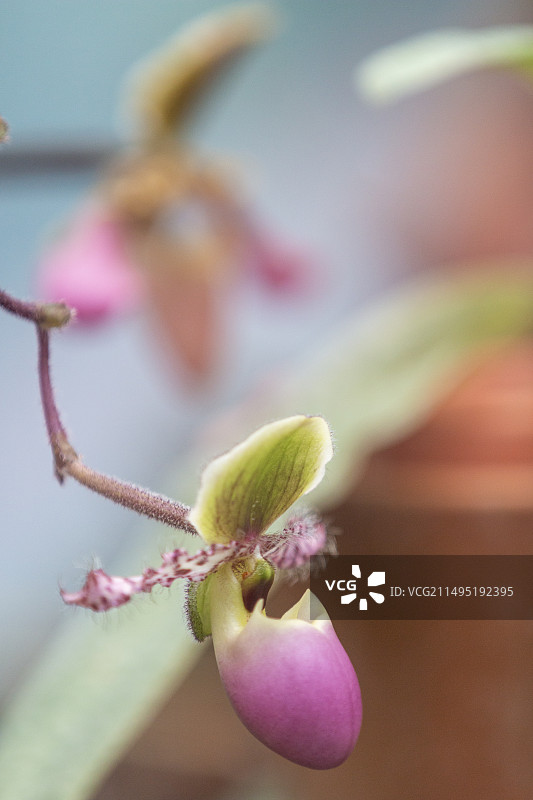 漂亮的兜兰花图片素材