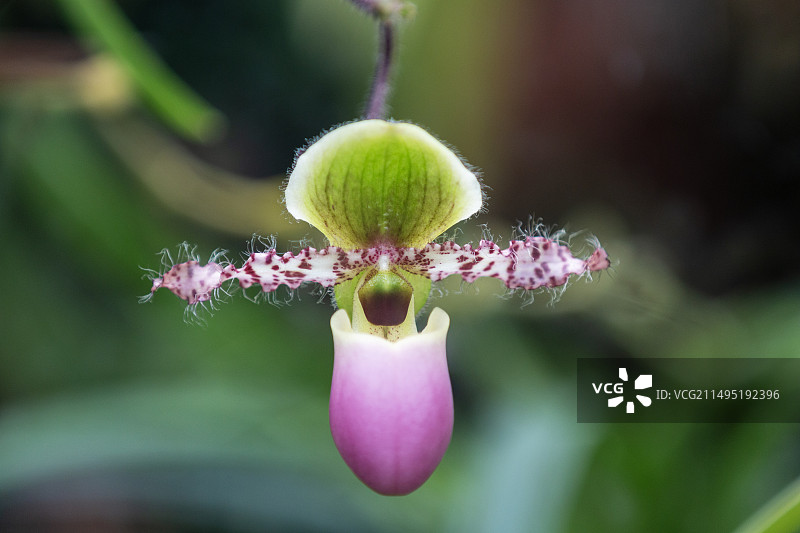漂亮的兜兰花图片素材