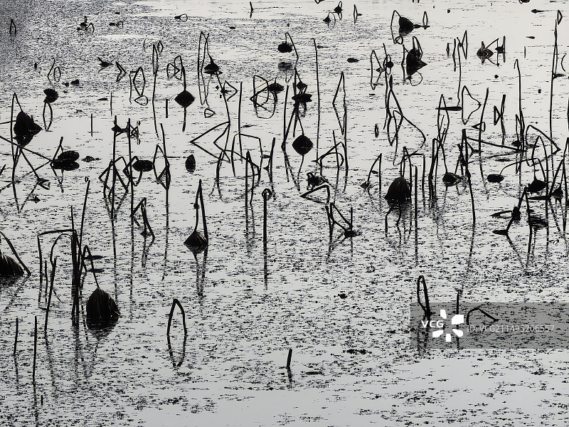 东湖残荷图片素材