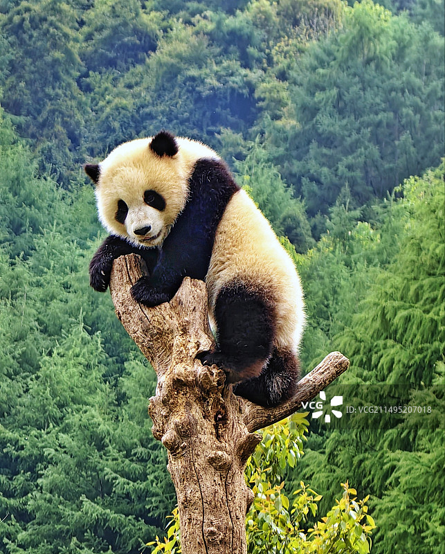 大熊猫幼崽图片素材