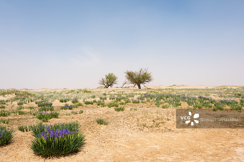 驼盐古道路上图片素材