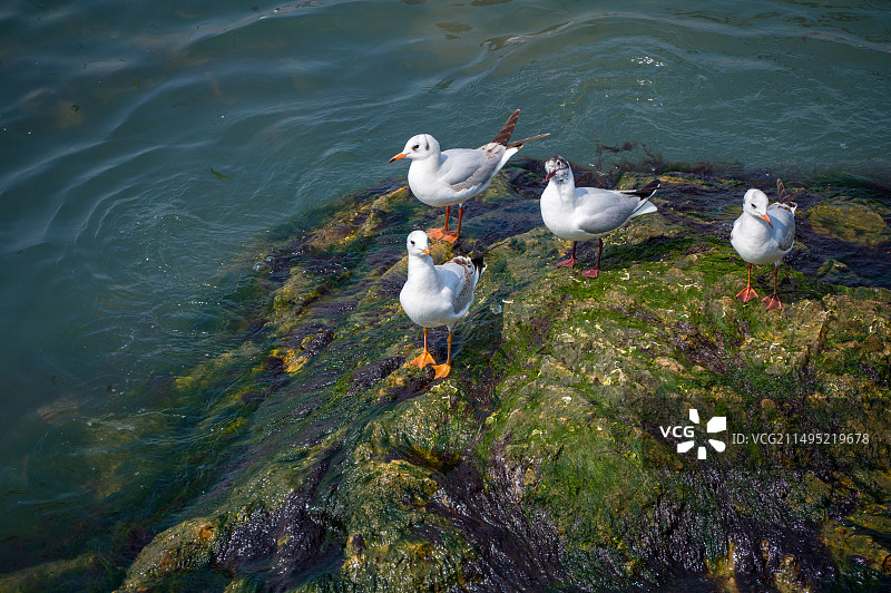 海鸥栖息在礁石上的高角度视图图片素材