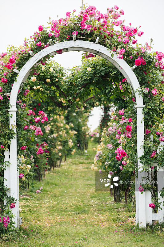 鲜花长廊，鲜花拱门，鲜花通道图片素材