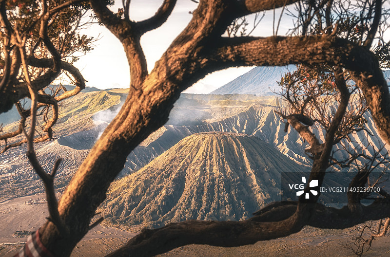 树中的布罗莫日出图片素材