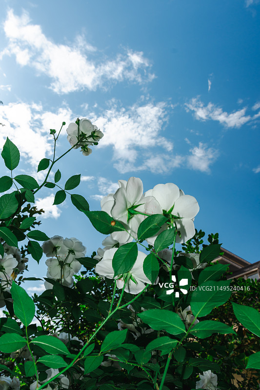 花朵白云绿叶仰拍背景图片素材