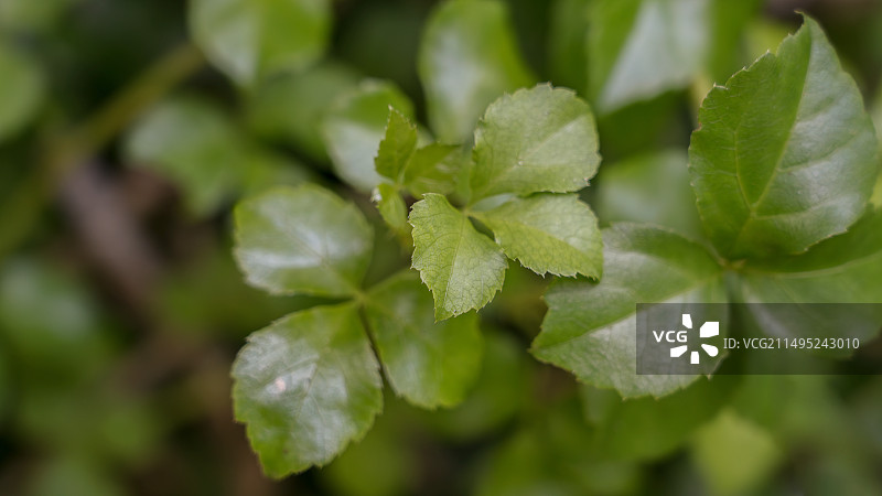 五加科五加属植物白簕图片素材