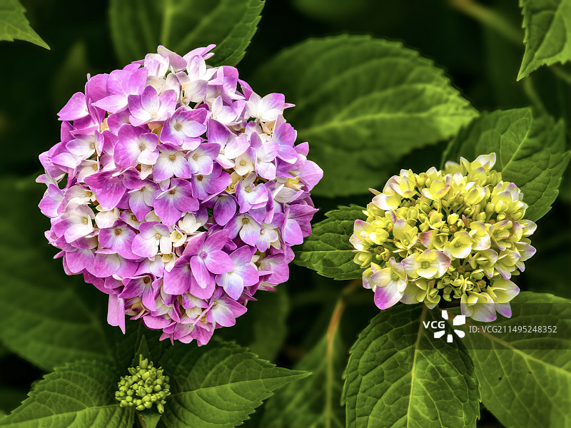 绣球花绣球花图片素材