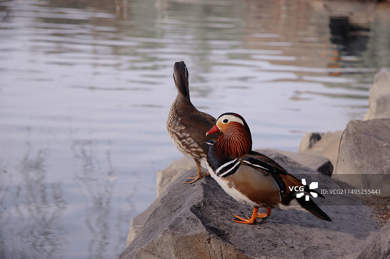 燕园之春图片素材