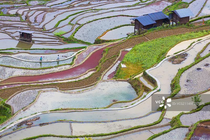 《水田》图片素材