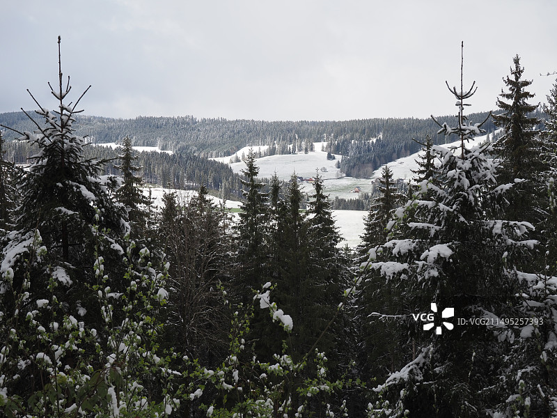 雪后的黑森林图片素材