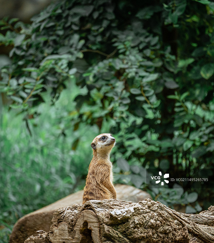 南京红山动物园图片素材