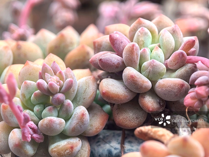 不规则手触肉质植物图片素材