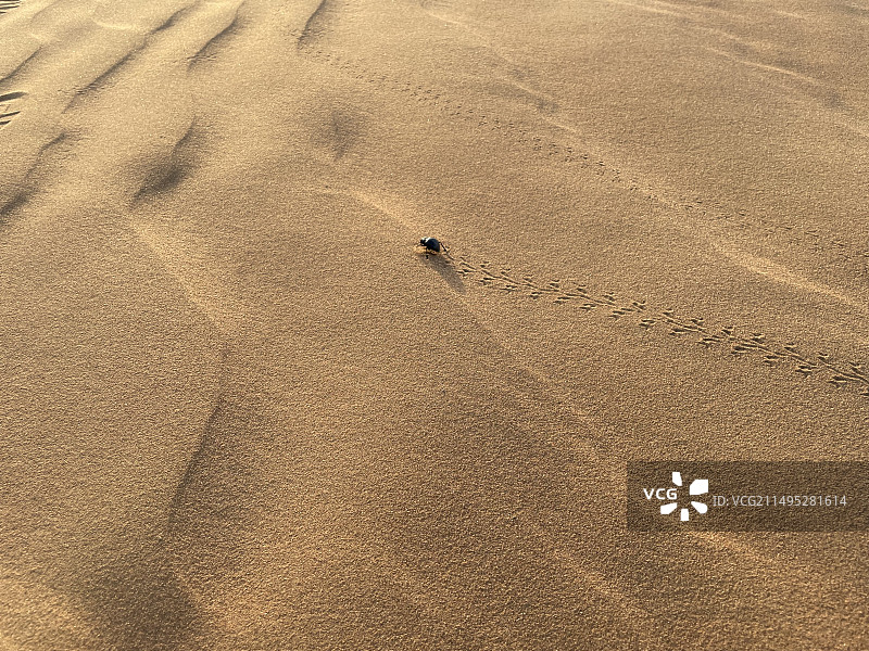 沙虫高角度视图图片素材