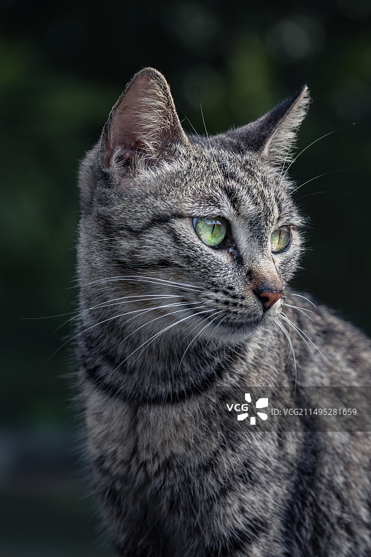 帅气的流浪猫图片素材