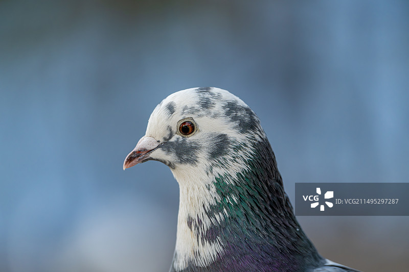 鸽子的头部特写图片素材