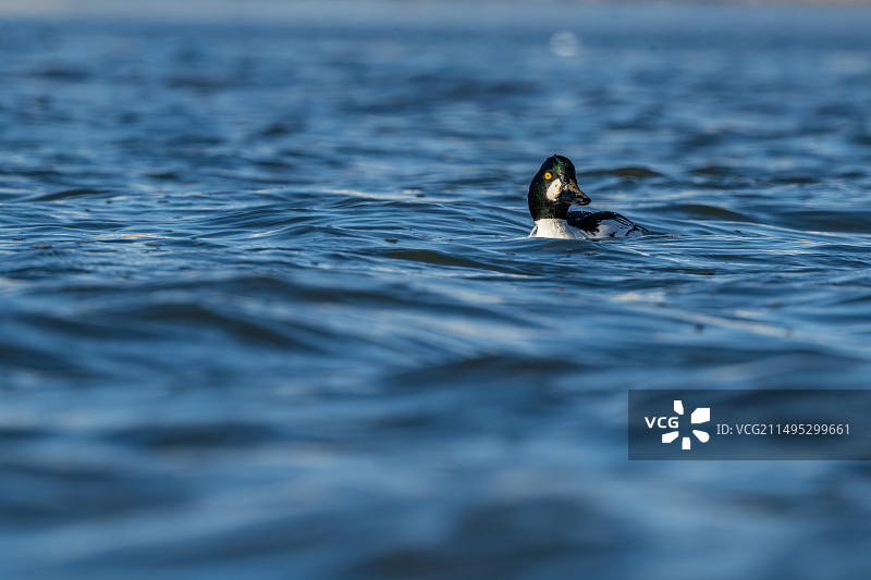 鹊鸭在湖面漂浮图片素材