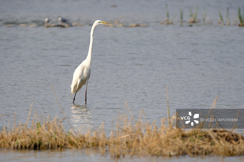 白鹭苍鹭野生动物飞鸟图片素材